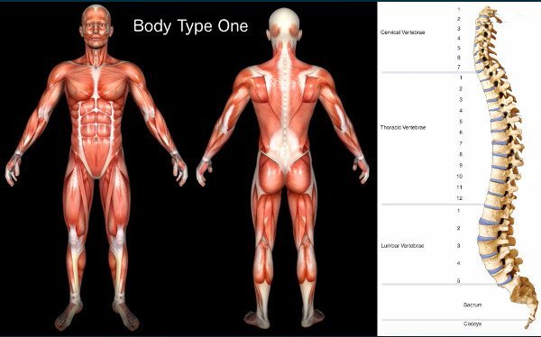 Standard Science/Scientific Human Body Anatomy Book Body Type One (BT1) Diagram/Image - The Four (4) Body Types