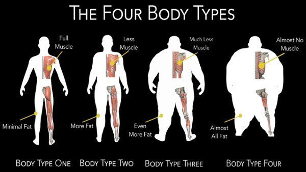 Vertebrae, Posture, Muscle Mass - Obesity - The Four Body Types