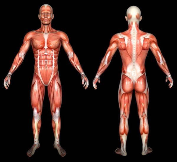 Body Type One (BT1) - Body Type Test Calculator, What is My Body Type?