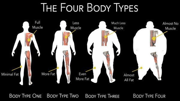 Fellow One Research, Body Type Science - The Four Body Types, Body Type Quiz