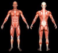Body Type Shape - Typical Human Body Scientific Anatomy
