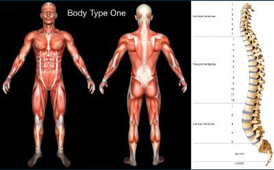 Insights from Gnosis: What Is My Body Type? Genetics/DNA and The Four (4) Body Types