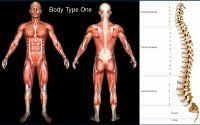 What is My Body Type? Fellow One Research Body Type Quiz/Test Calculator - The Four (4) Body Types