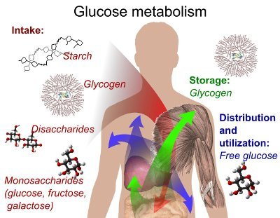 Glucose Metabolism Efficiency - Scientific Weight Loss, How to Successfully Lose Weight