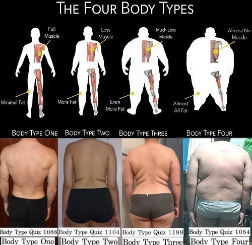 The Four Body Types - Scientific Body Type Quiz, BT1, BT2, BT3, BT4