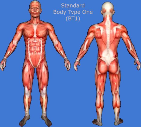 Different Male Body Types – What Is My Body Type According to Science?