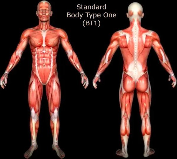 The genetic scientific Standard Body Type One (BT1) - Muscle Loss & Muscle Gain Science, Muscles/Muscle Mass